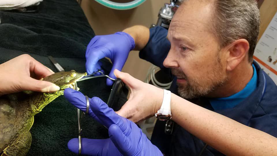 Dr. Keith Halsey removes a fishing hook from the mouth of a soft-shell turtle.